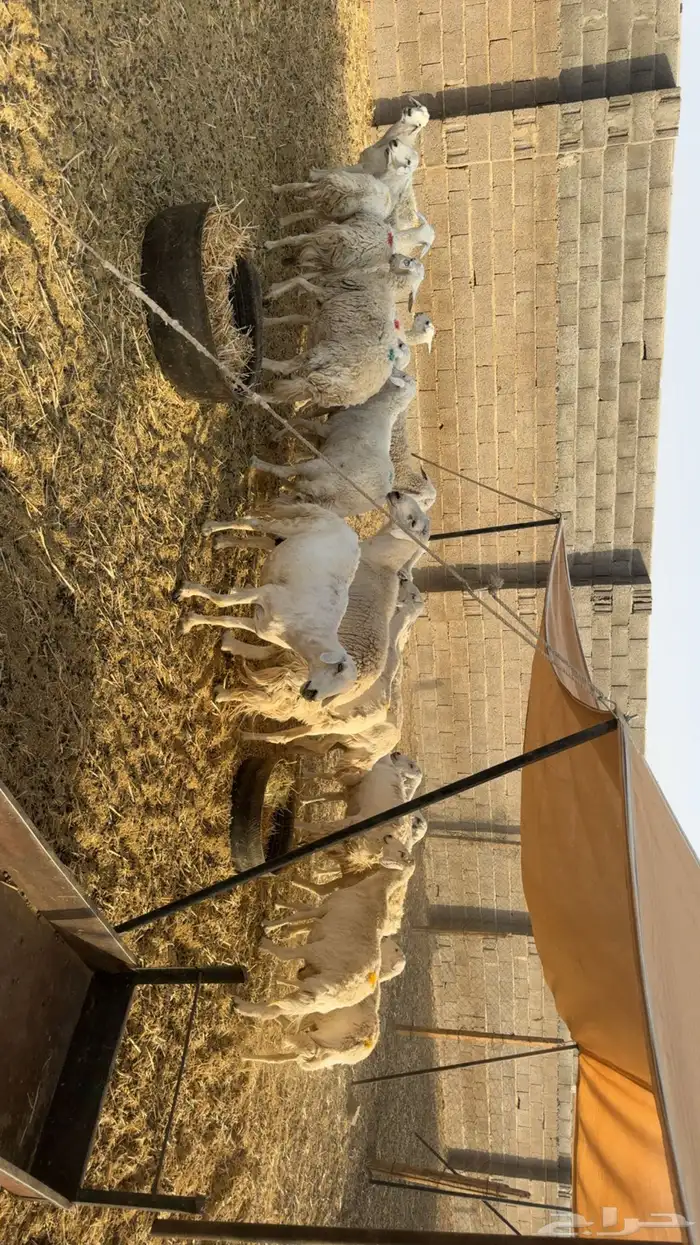 غنم حصيب ودفيع ومقرعه 2