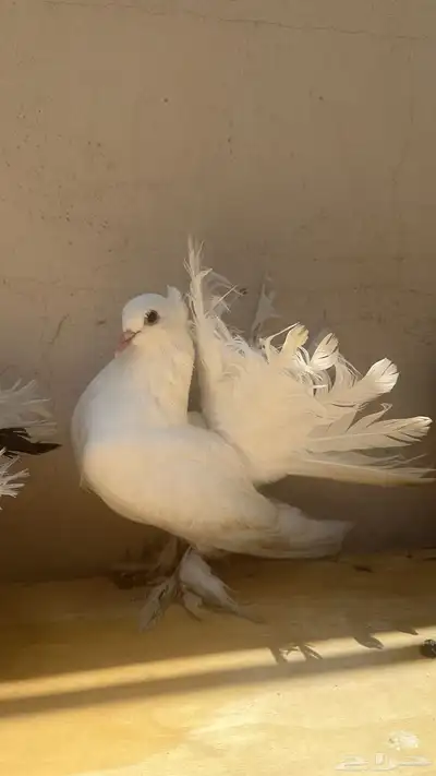 حمام زينه أنواع 8