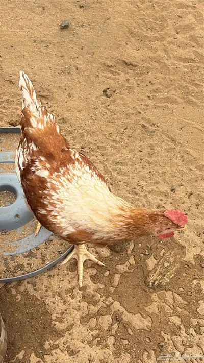 دجاج تركي 1