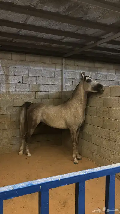 حصان جزيري 1