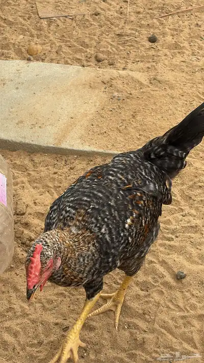 دجاج تركي 3