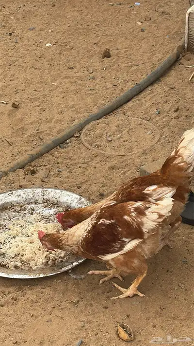دجاج تركي 5