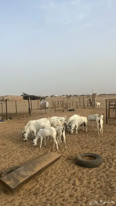 معزا منوه القناي العدد 21 مع فحلها 0