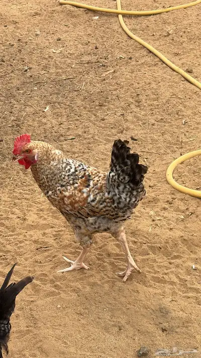 دجاج تركي 0