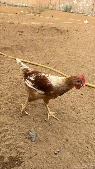 دجاج تركي 4