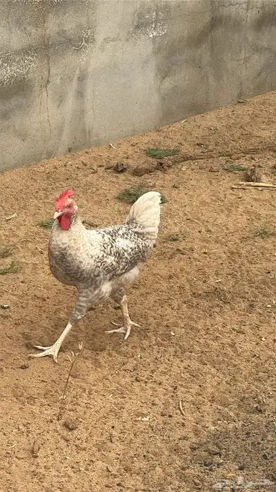 دجاج تركي 2