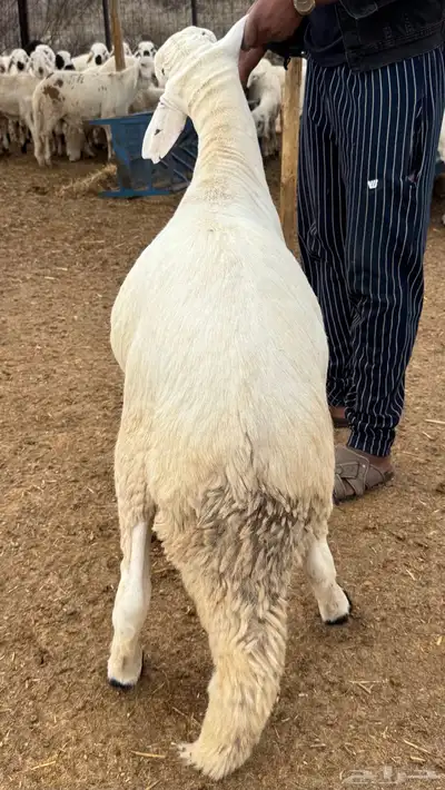 سواكن - سواكني ابيض 1