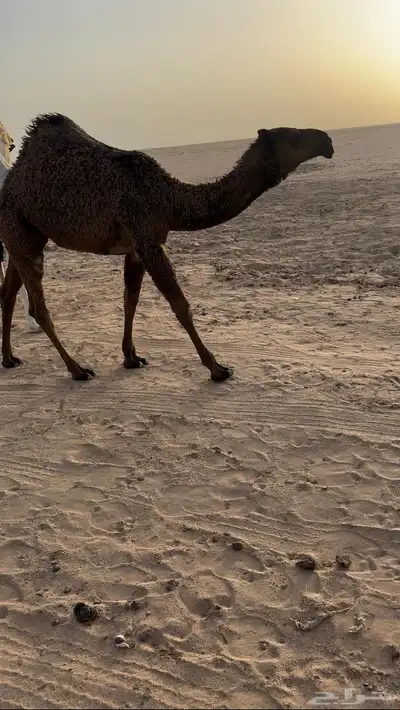 بكره صفرا طيبه 3