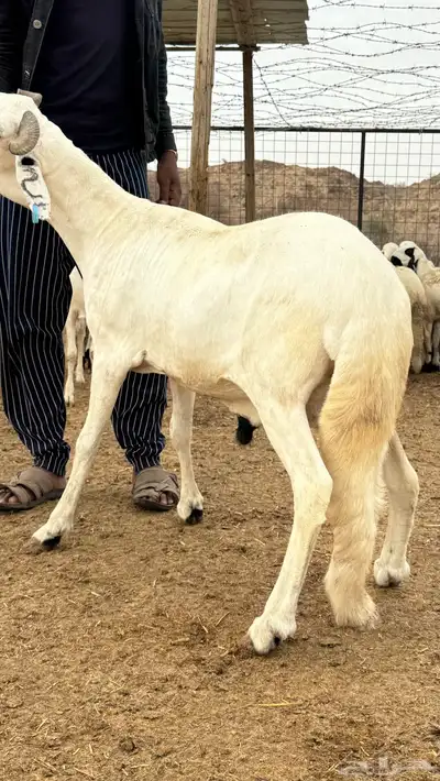 سواكن - سواكني ابيض 0