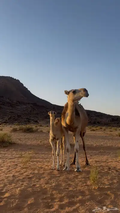 خلفه شقحاء اول ولده له معها بكره عمرها ثنيه 3