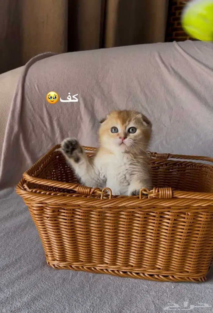 سكوتش تربل فولد 0