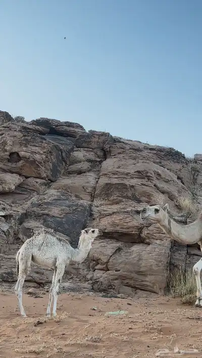 خلفه شقحاء اول ولده له معها بكره عمرها ثنيه 2