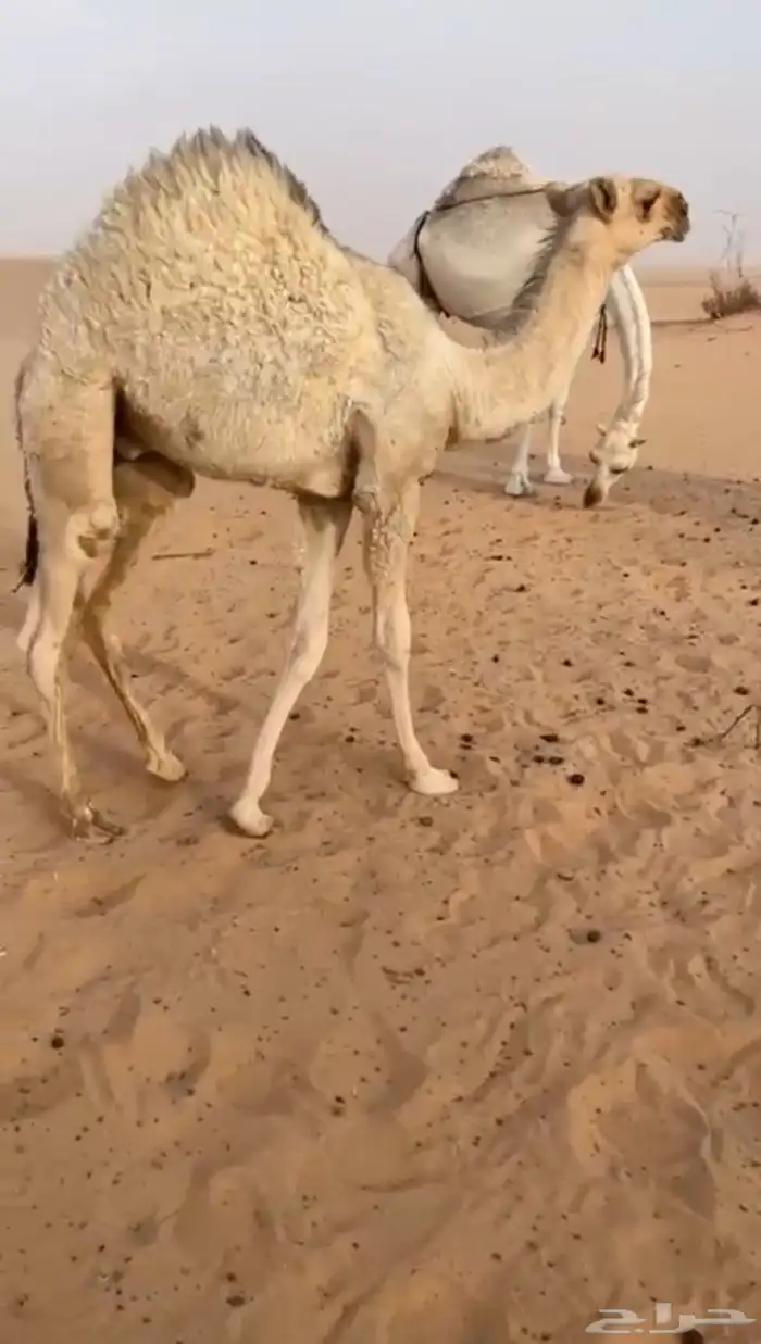للبيع قعود فل شحم 0