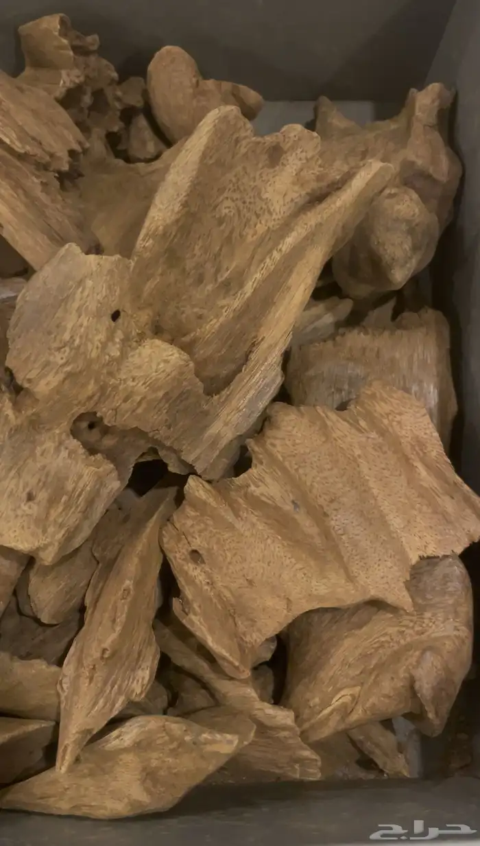 عود مروكي 3