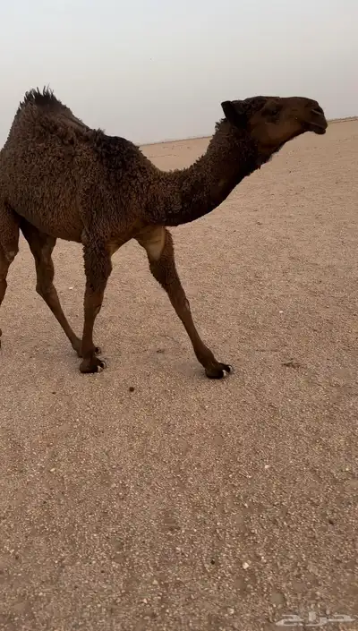 بكره صفرا طيبه 1