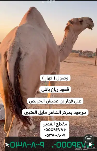ابل خلفات وفحول 0