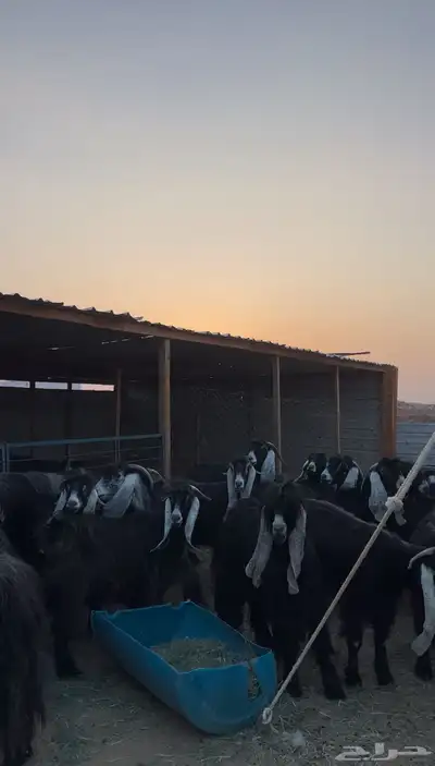 معزا عوارض 2