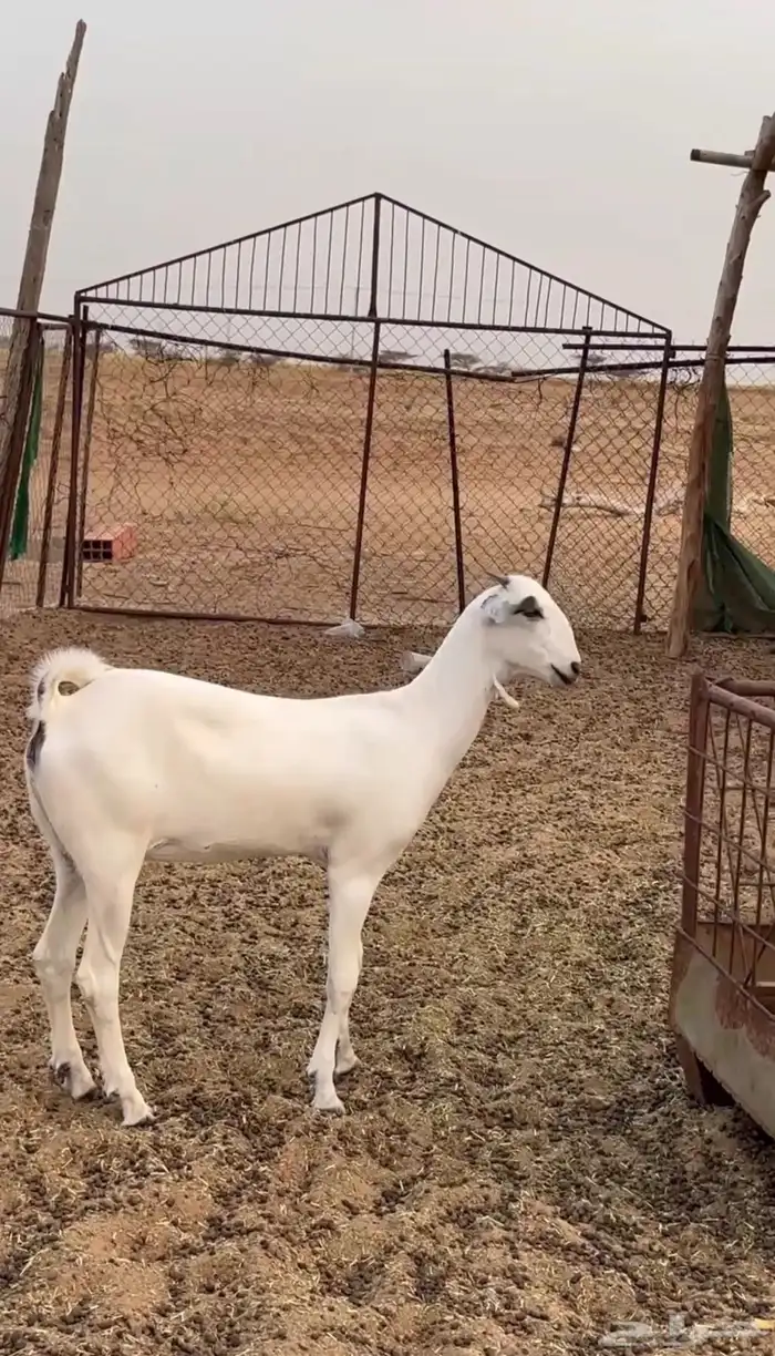 جفره بيشية صنف 1