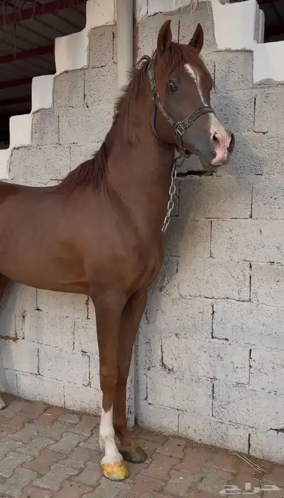 حصان شعبي 1