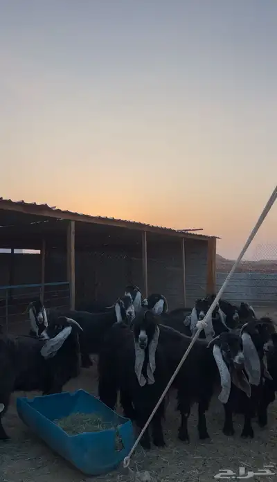 معزا عوارض 3