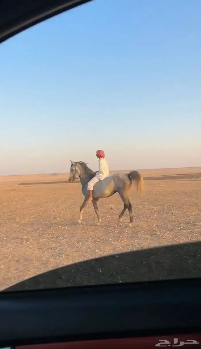 حصان جزيري 1