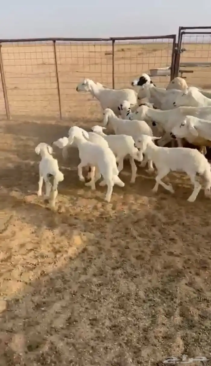 للبيع غنم حريات حرش صنف مواليد ودفيع فحص سونار 3