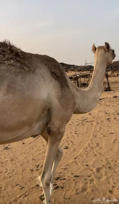 عشراء بنت صوغان الخناجر مشروطه 1