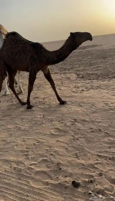 بكره صفرا طيبه 2