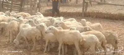 رخال رفيدي من 420 1