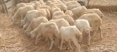 رخال رفيدي من 420 0