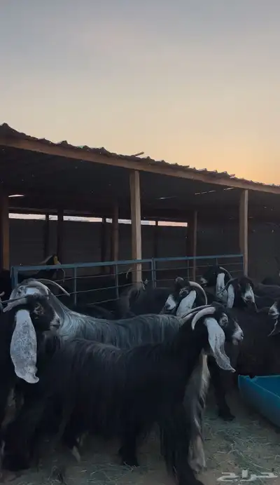 معزا عوارض 1