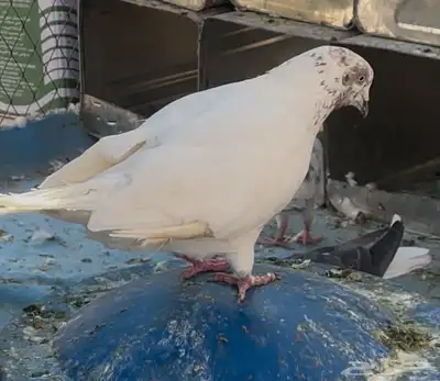 حمام مشكل 10 0