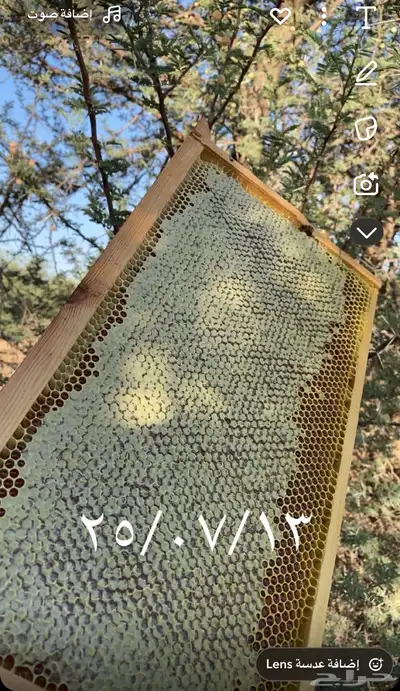 عسل طلح حائل 0