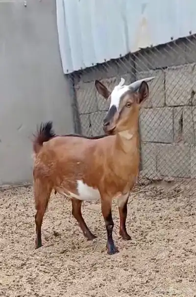 جفره قزم تشيكي بيور دافع 0