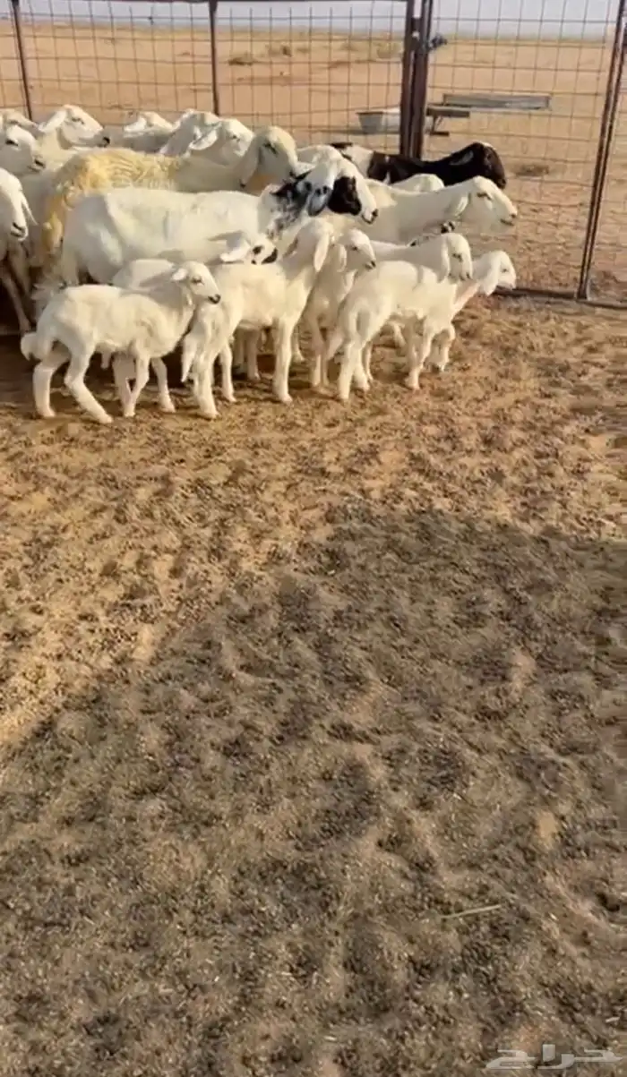 للبيع غنم حريات حرش صنف مواليد ودفيع فحص سونار 2