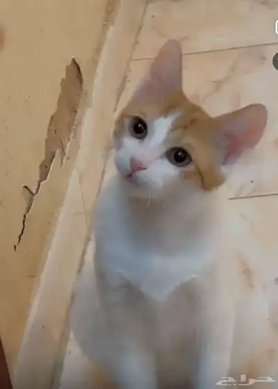 قطط 3