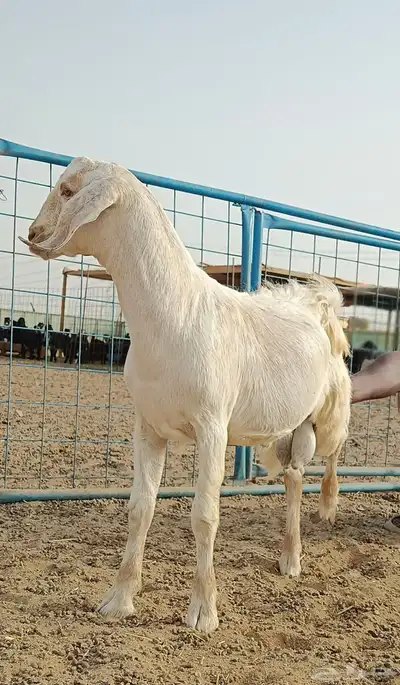 تيوس عارضيه وحريات 9