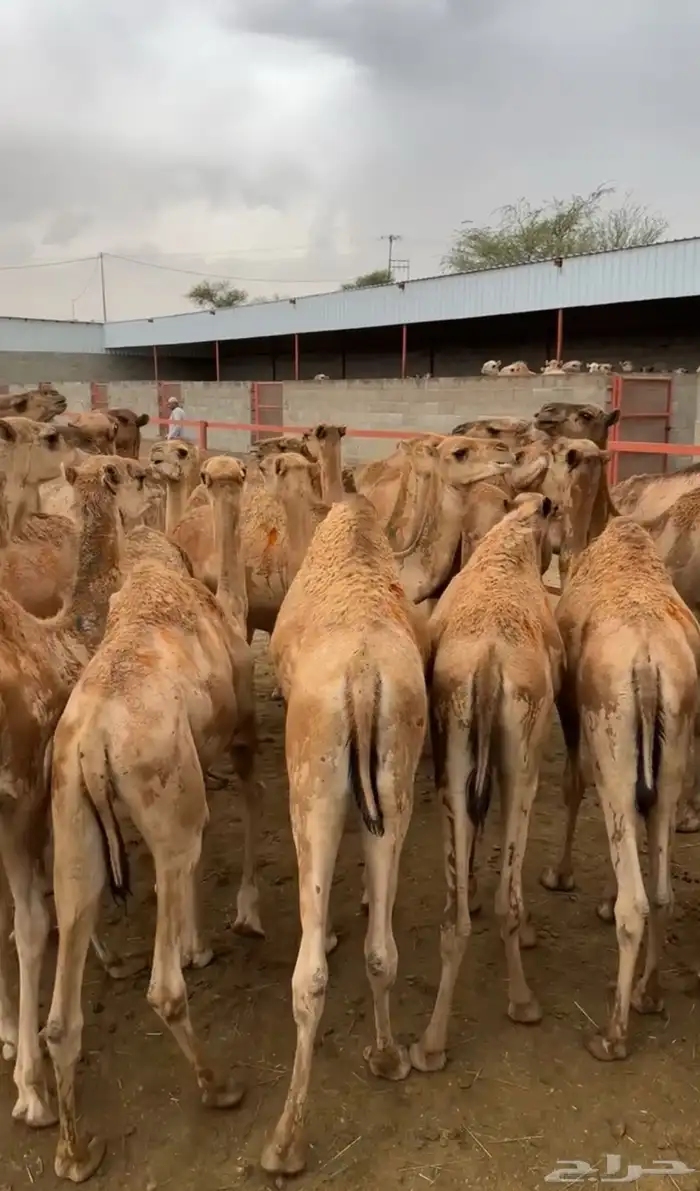 حشوان تربيه لبانيه باسعار منافسه جدا 0