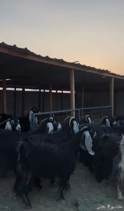 معزا عوارض 4