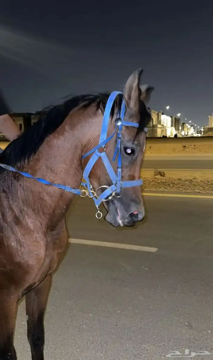 حصان شعبي آلون كيمت 0