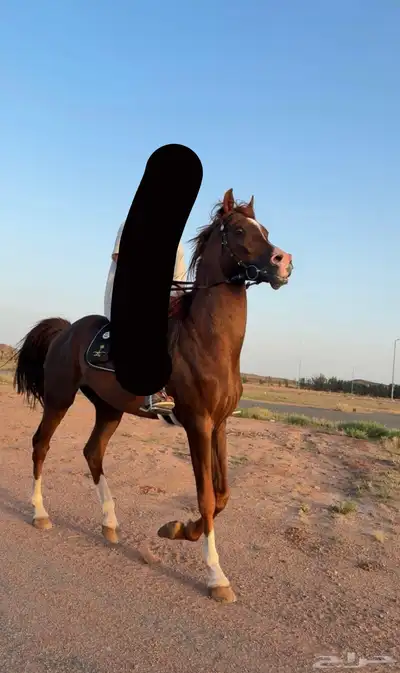 حصان شعبي 2