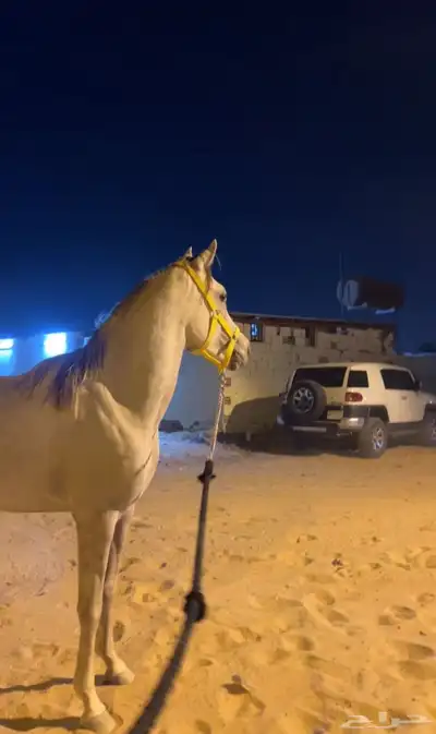 السلام عليكم 1
