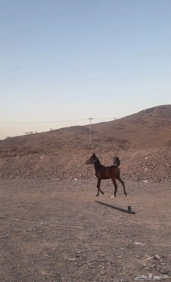 مهره شعبيه فاخره للبيع 0