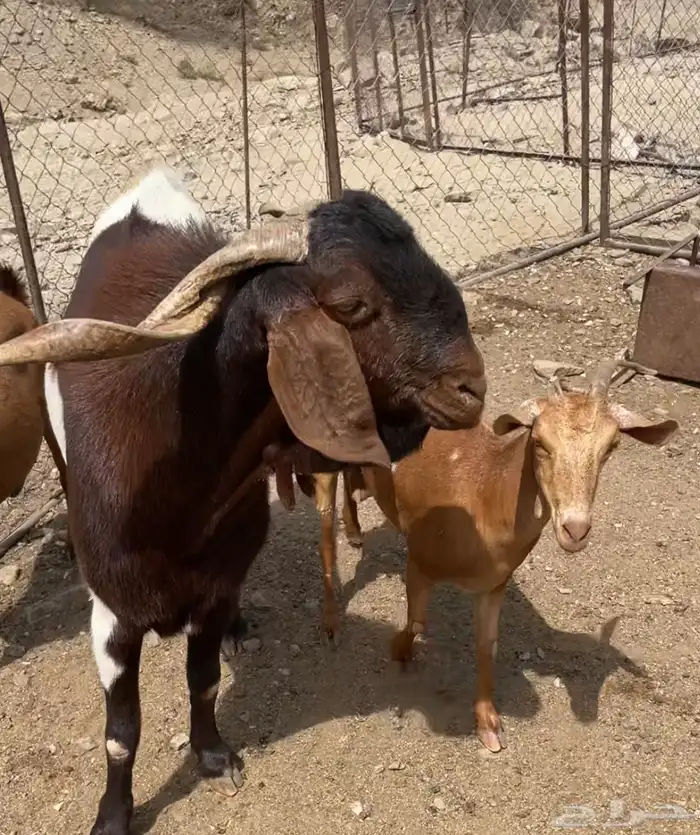 تيس فحل 1