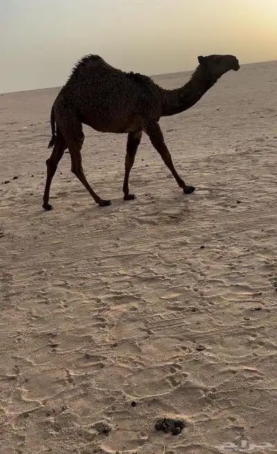 بكره صفرا طيبه 0