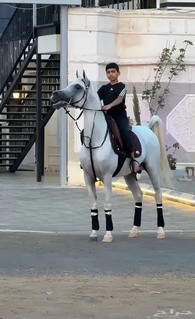 حصان واهو شيخ باقي التفاصيل بالصورة يوجد مقاطع بالواتس 2