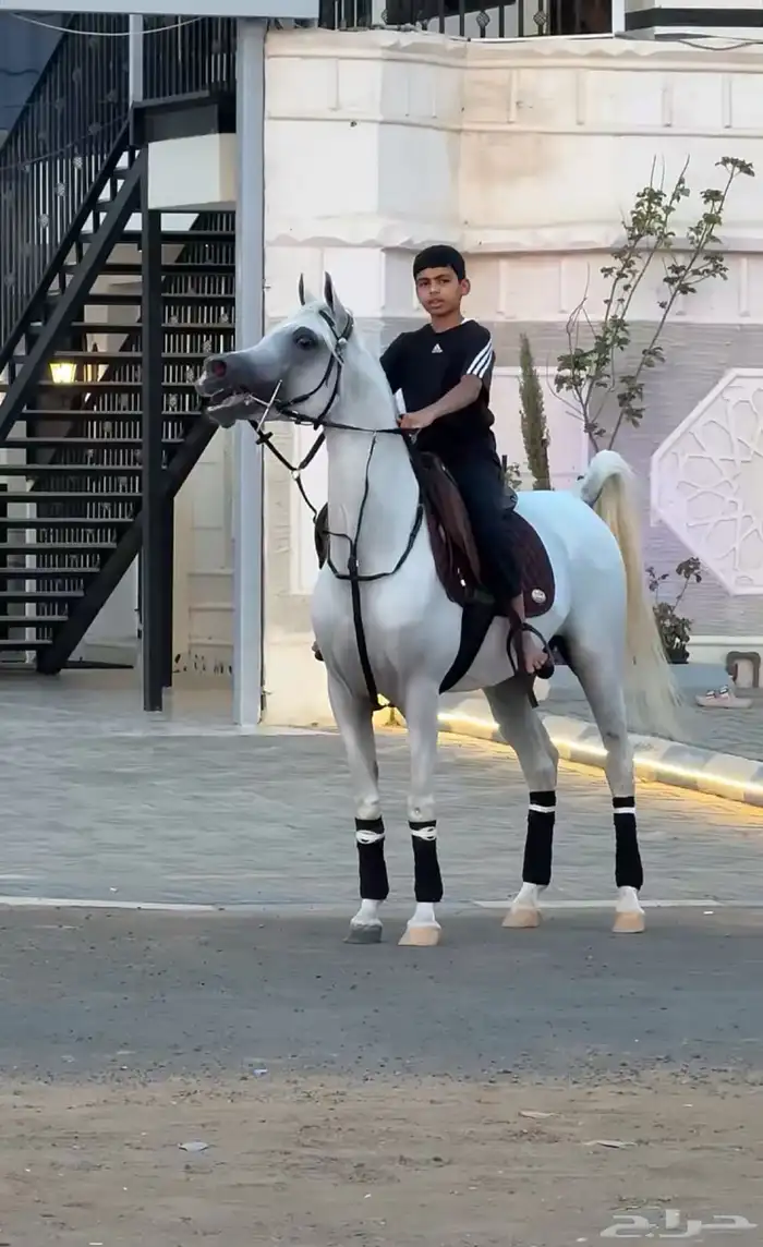 حصان واهو شيخ باقي التفاصيل بالصورة يوجد مقاطع بالواتس 2