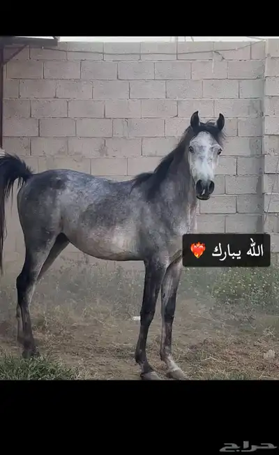 خيل شعبي فاخر 1