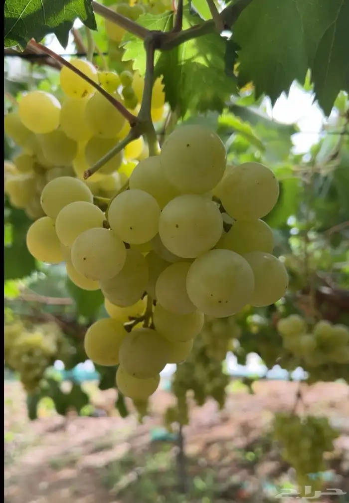 عنب فاخر درجة أولى 0