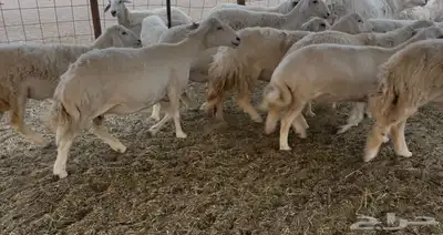 للبيع غنم فواخر 11